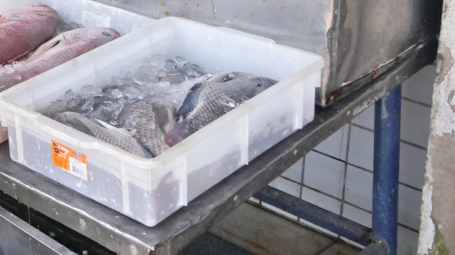 Agefis inicia Operação Páscoa para fiscalizar pescados em Fortaleza