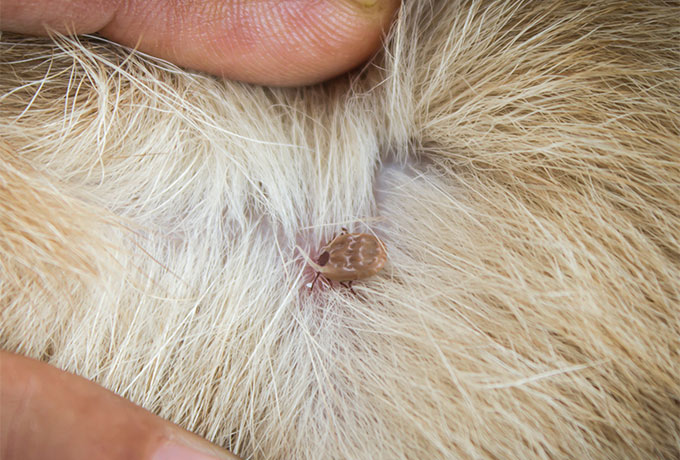 Chuvas favorecem infestação de carrapatos e pulgas em cães e gatos