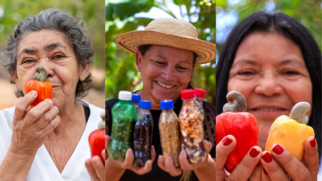 Feira agroecológica de Quixadá amplia condições de comercialização da produção realizada pela agricultura familiar dos municípios da região - (Foto: Instituto IAC)