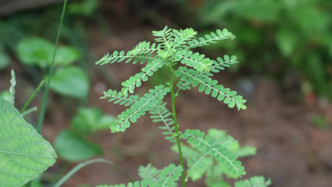 Fiocruz desenvolve medicamento à base de quebra-pedra para uso no SUS