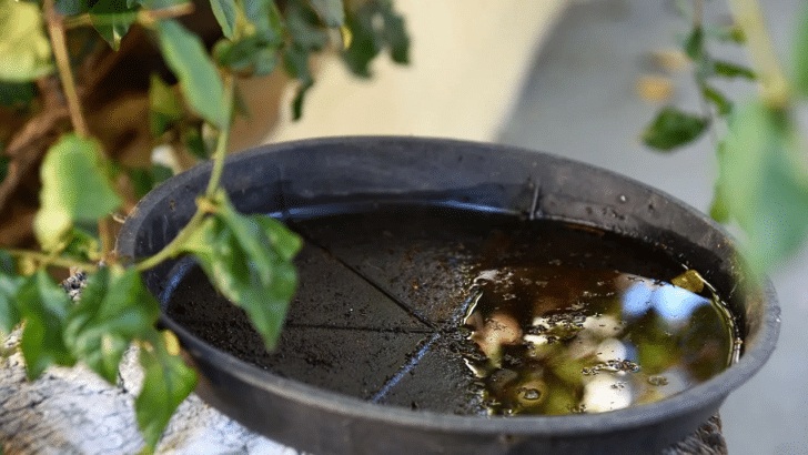 Parreão concentra maior risco para arboviroses em Fortaleza