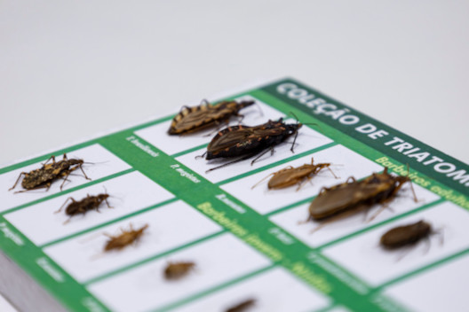 Estudo alerta para doenças tropicais em vilas no Cariri