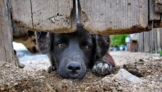 Denúncias de maus-tratos a animais crescem 65% no Ceará em 2025