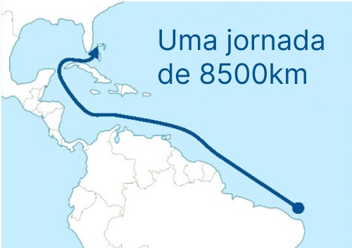 Óleo que atingiu o Nordeste em 2019 chegou à Flórida, revela estudo