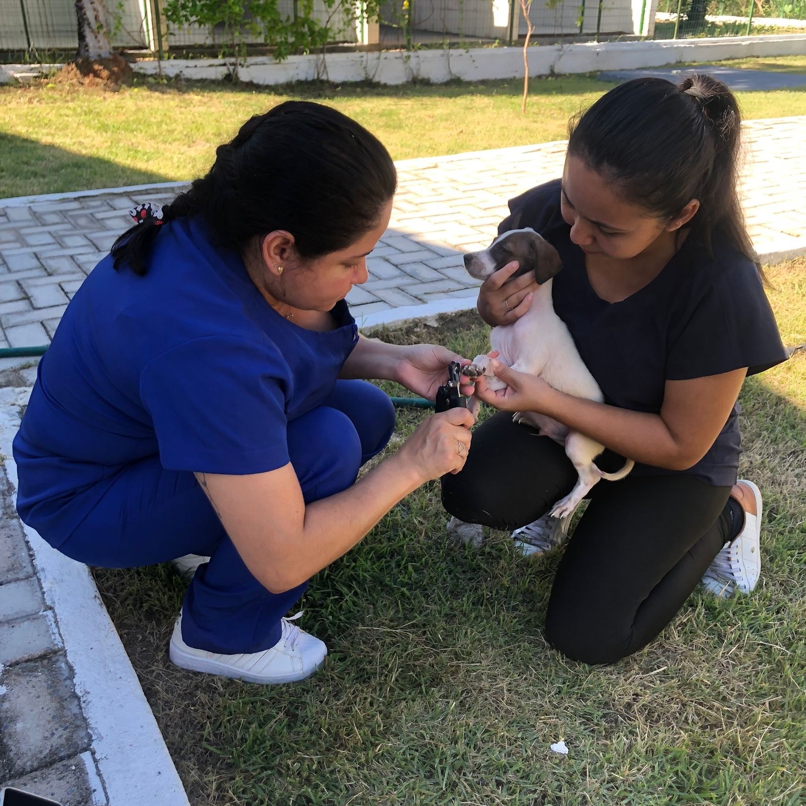 Uma das atividades do Centro de Acolhimento Temporário é o controle populacional de Cães e Gatos em Sobral -- (Foto: Reprodução)