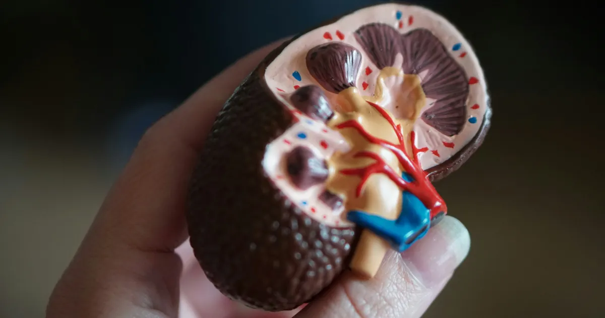 Não só a ingestão regular de água, mas alimentação equilibrada e a prática de atividades físicas auxiliam na prevenção de problemas nos rins - Foto: Reprodução)