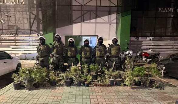 Polícia encontra estufa de maconha e apreende drogas em Caucaia
