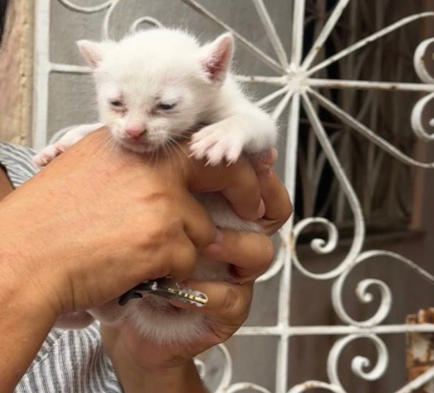 Bombeiros atuam por dois dias para resgatar filhotes de gato em Fortaleza