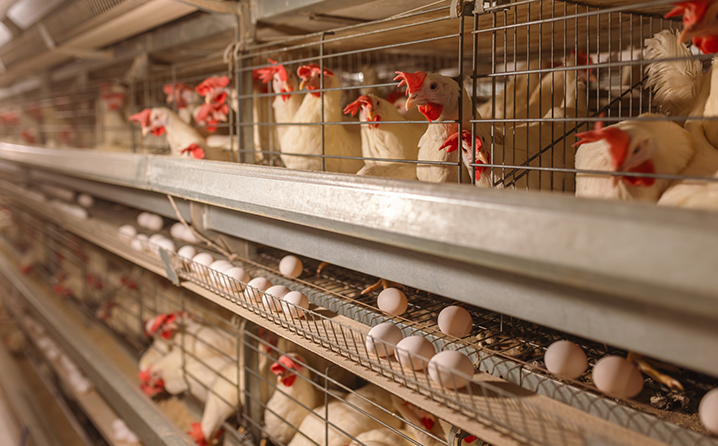 Produção de leite no Ceará cresce 23% e atinge maior nível da história