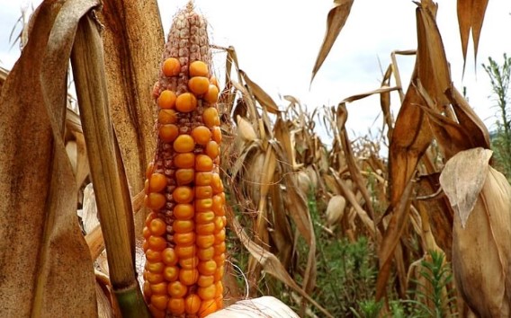 Calor extremo redefine produção agrícola e ameaça segurança alimentar global