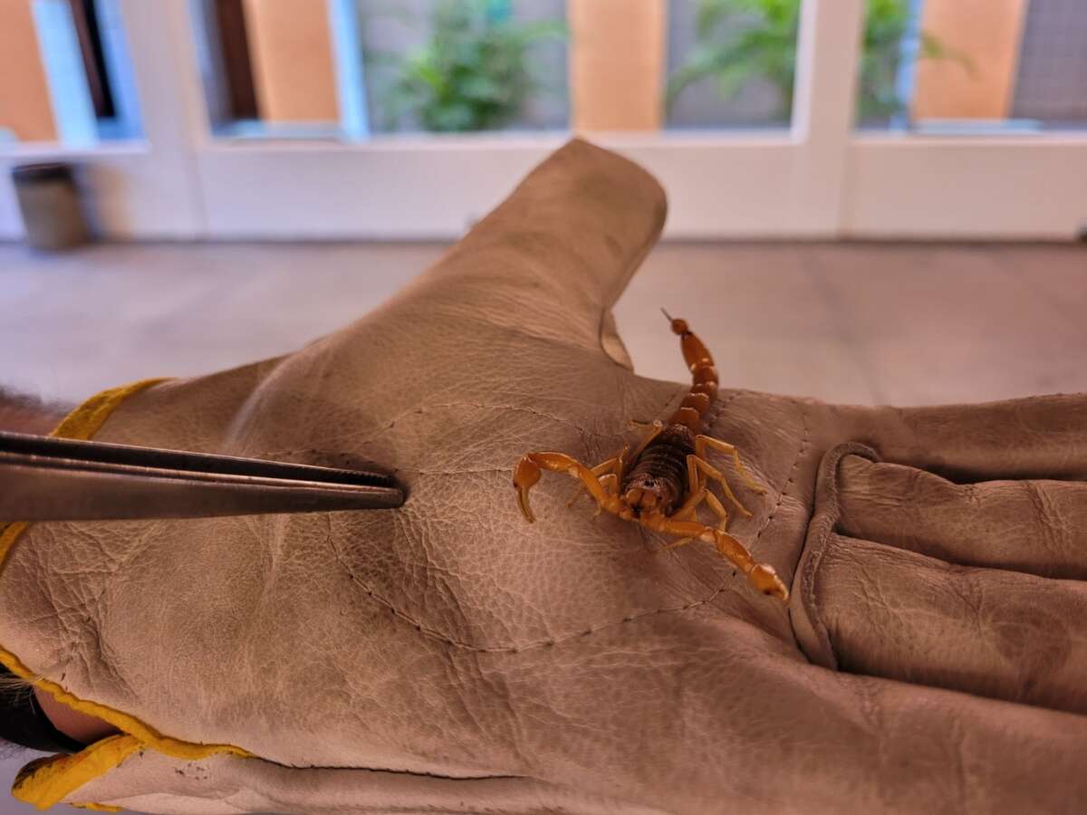 Ainda de acordo com o Ministério da Saúde, os escorpiões são responsáveis por mais de 60% de acidentes envolvendo animais peçonhentos - (Foto: Kelly Garcia)