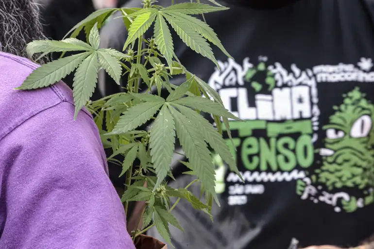 O uso pessoal da maconha e seu cultivo doméstico, segundo os parlamentares que rejeitaram a proposta, não seria benéfico - (Foto: Paulo Pinto)