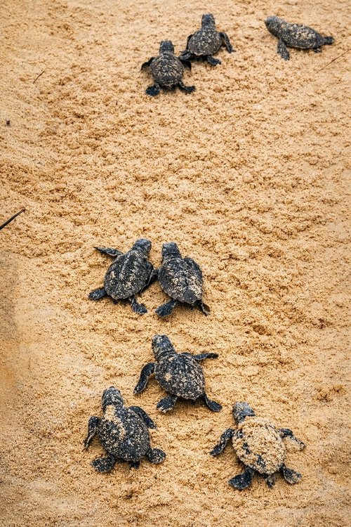 Nascimento de 130 tartarugas marca início da Rede Maré Viva em Paracuru