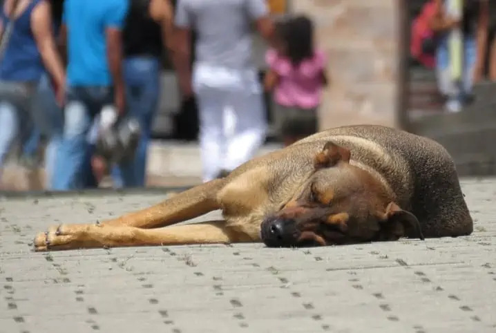 Ação no Cambeba oferece vacinação e serviços para pets nesta quarta
