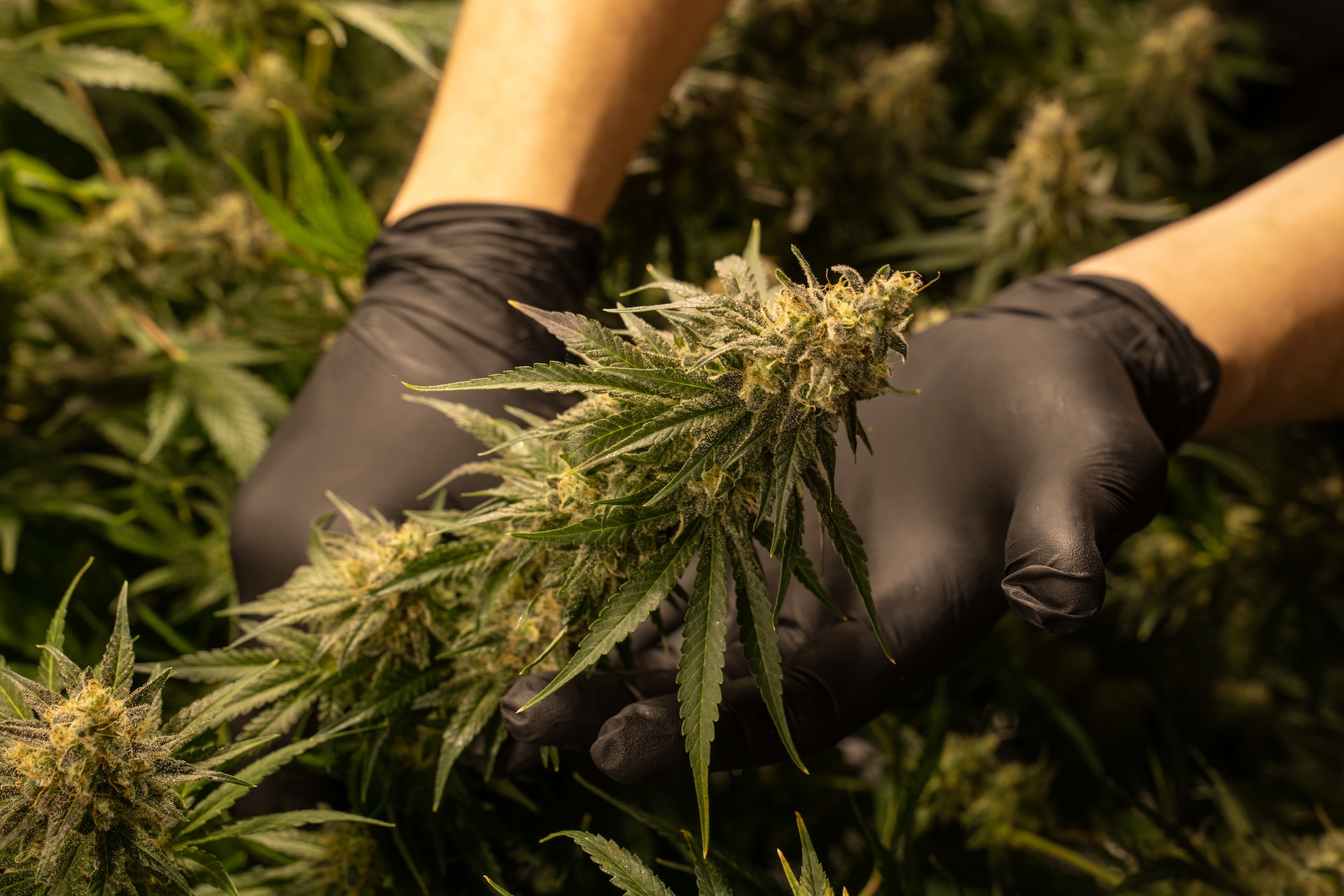 Uso de maconha na adolescência pode dobrar risco de transtornos psiquiátricos