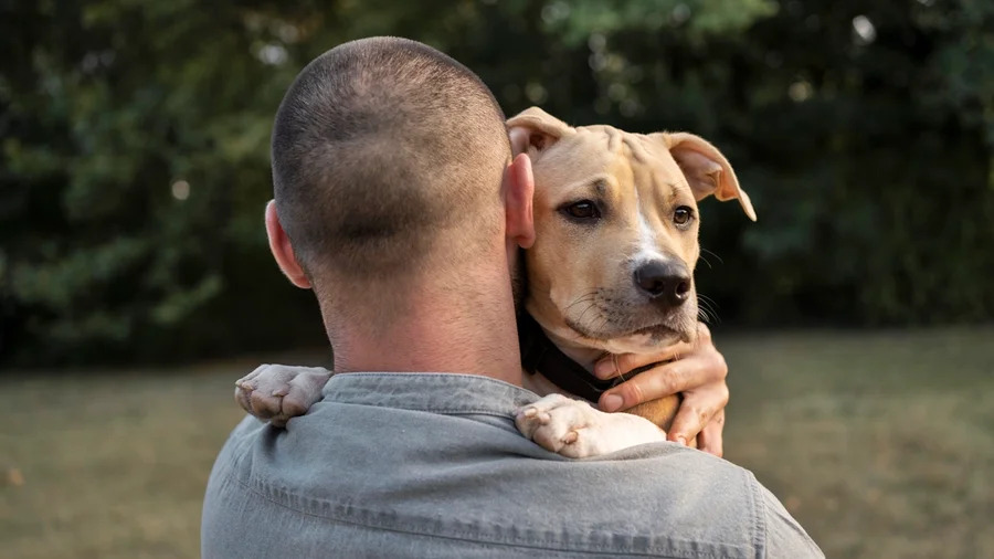 Lei estabelece divisão de custódia e despesas de animais após fim de união