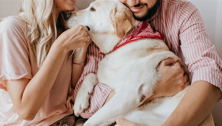 Senado aprova guarda compartilhada de pets após separação