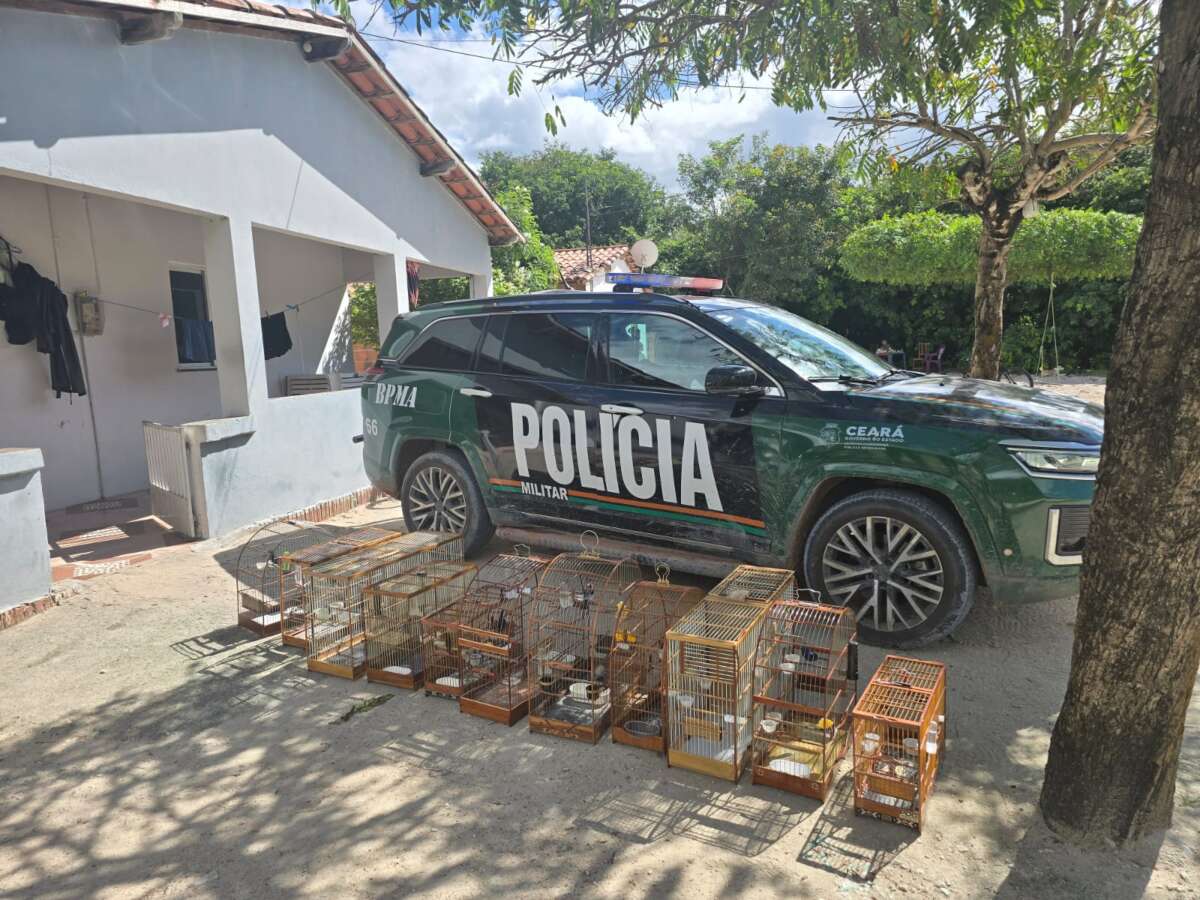 De acordo com a Polícia, um homem de 25 anos foi conduzido à delegacia por ter confessado ser o responsável pelas aves silvestres - (Foto: PMCE)