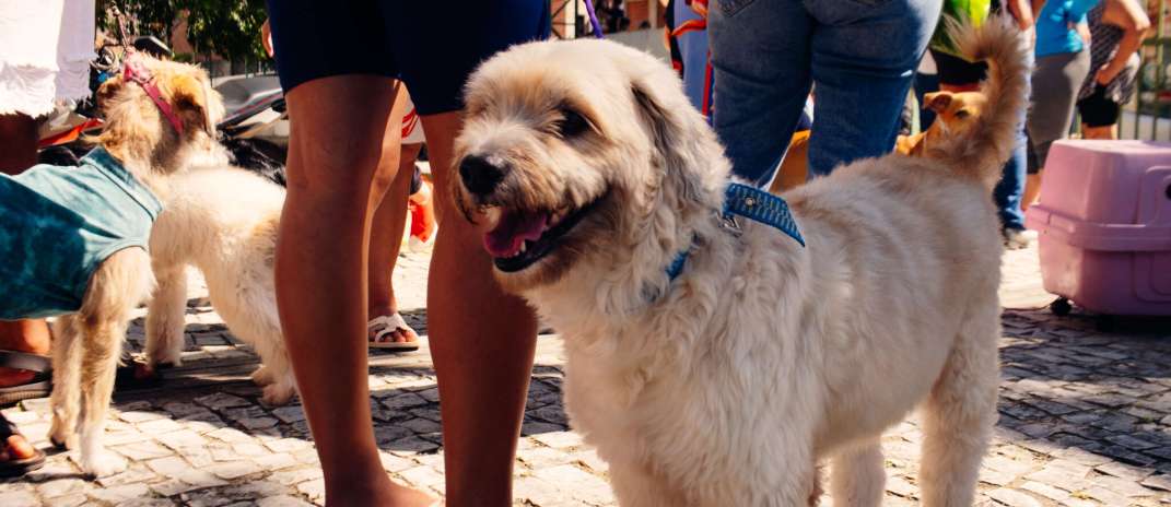 Giro Pet Ceará percorre quatro cidades com ações de proteção e saúde animal