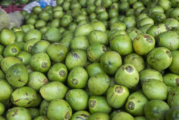 As primeiras produções da água de coco em serão direcionadas a pessoas em vulnerabilidade nutricional, a exemplo de idosos hospitalizados - (Foto: Governo do Ceará)