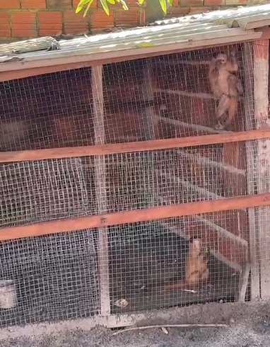 Além da reclusão, manter espécies ameaçadas de extinção em cativeiros ou ambientes similares pode resultar em multa - (Foto: SSPDS)