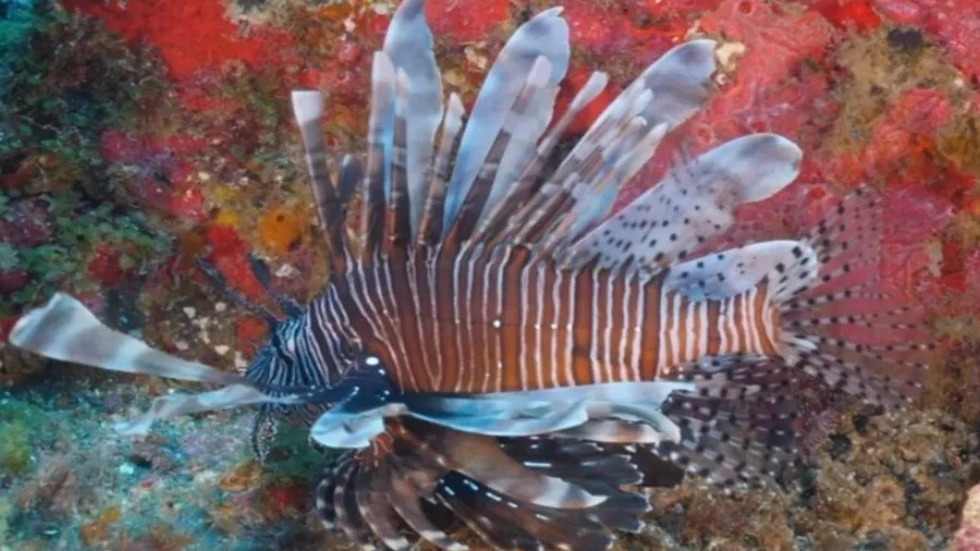 Peixe-leão avança no litoral nordestino e ameaça biodiversidade marinha