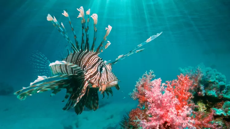 Peixe-leão avança no litoral nordestino e ameaça biodiversidade marinha
