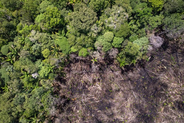 Desmatamento na Amazônia tem queda recorde de 61,4% em maio, aponta Inpe