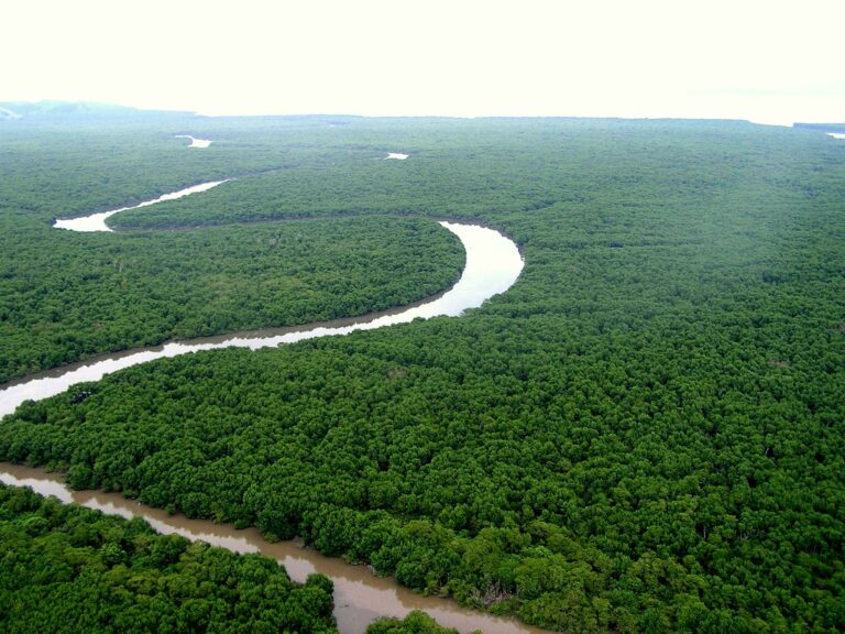 Desmatamento na Mata Atlântica atinge menor nível em 40 anos