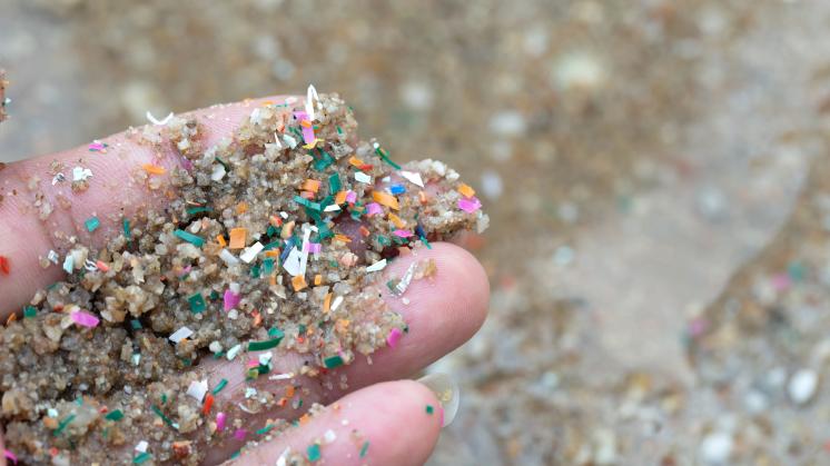 Consumo de mexilhões pode aumentar exposição a microplásticos, indica estudo