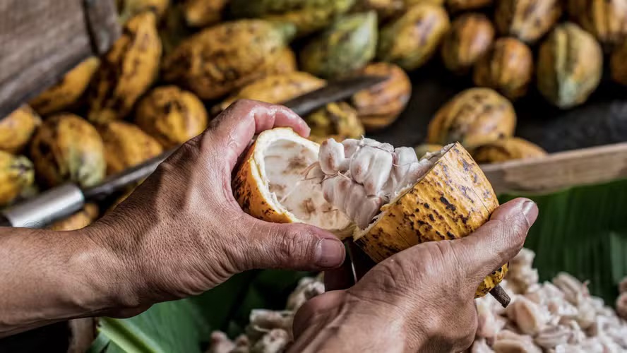 Dia Mundial do Chocolate: setor cresce, gera empregos e mira mercado europeu