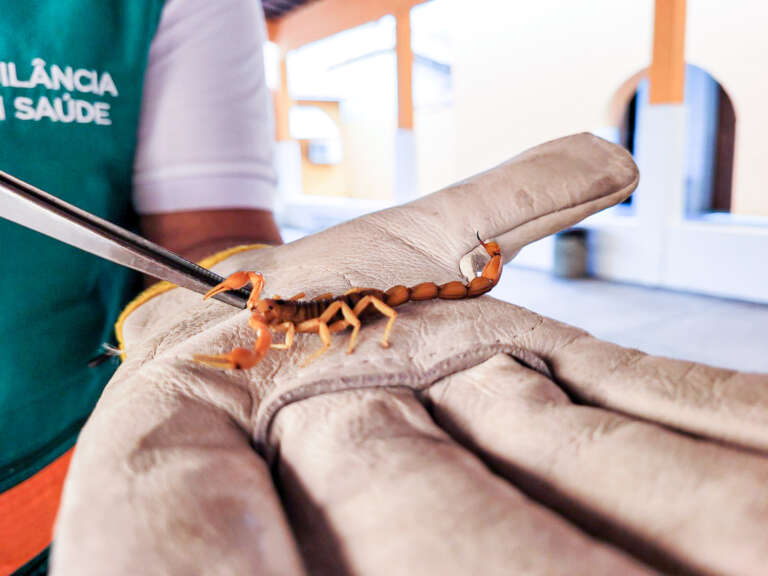 Veneno de escorpião pode causar efeitos mais graves em crianças