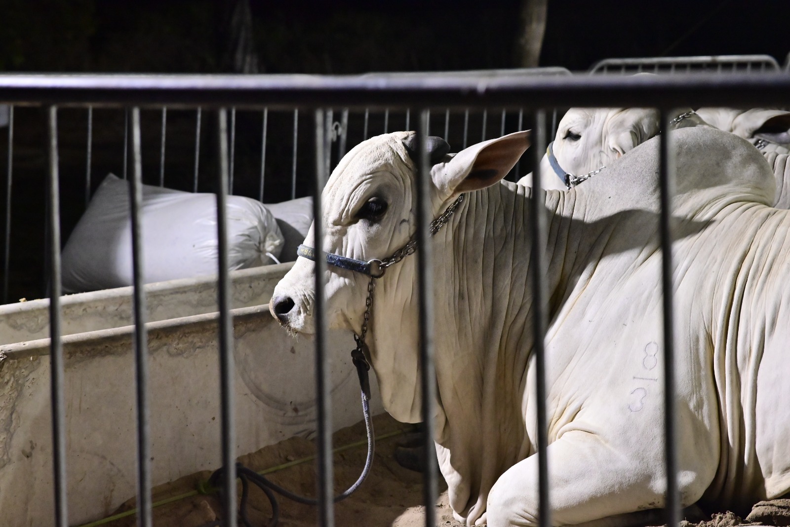 Quixeramobim projeta expansão para a produção de carne de corte