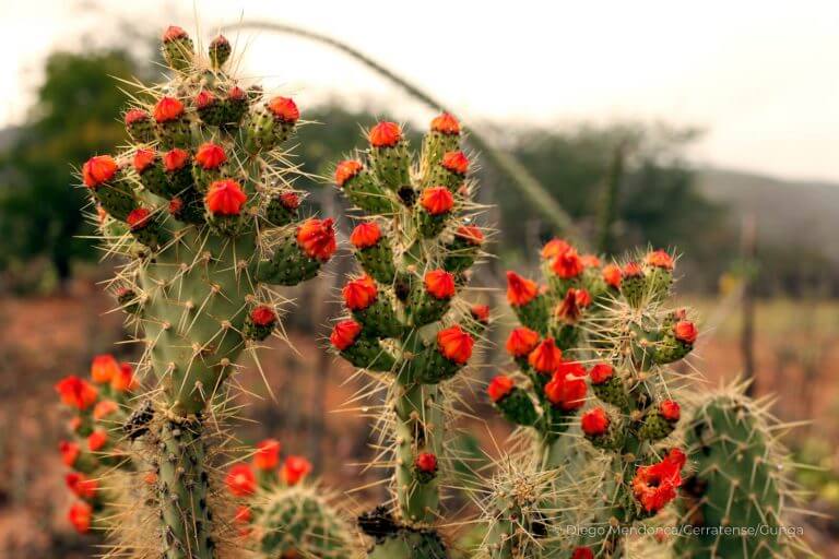 Caatinga: conheça destinos turísticos do único bioma exclusivo do Brasil