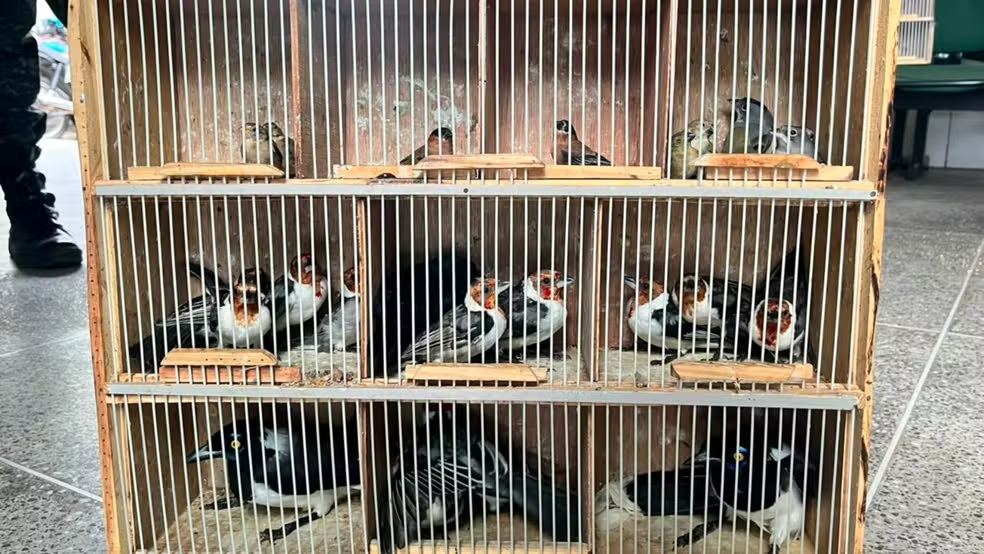 Polícia apreende animais e aplica R$ 329,6 mil em multas na Feira da Parangaba