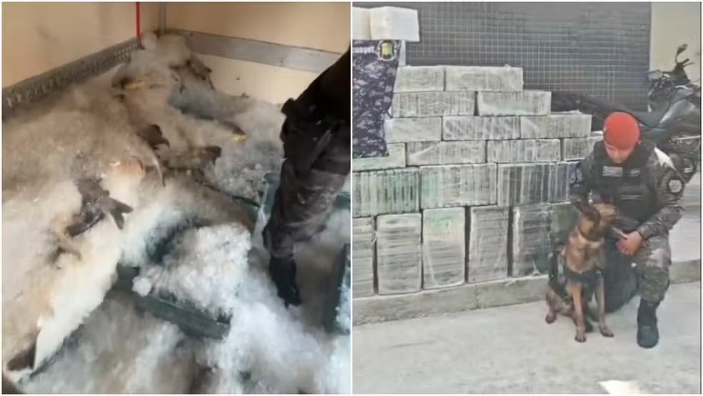 Mais de uma tonelada de cocaína é encontrada em carga de peixes no Ceará