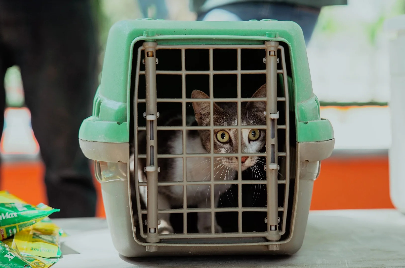 VetMóvel oferece atendimento gratuito para cães e gatos em Fortaleza