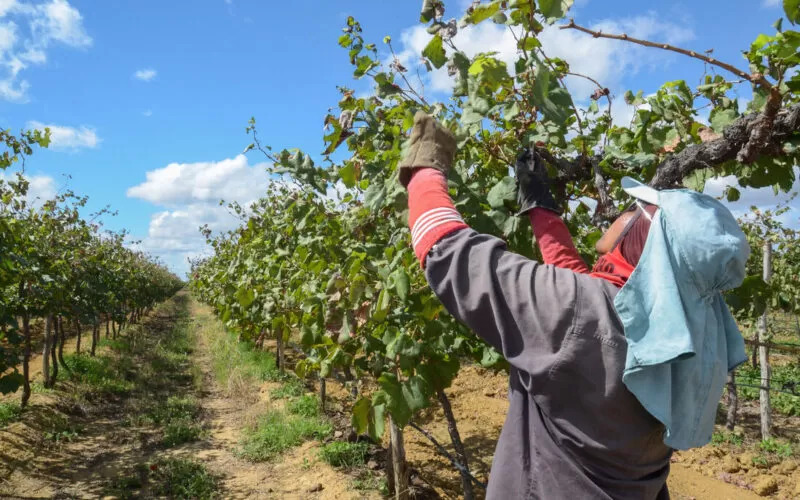 Sisal, castanha e melão: veja culturas em que o Nordeste domina produção