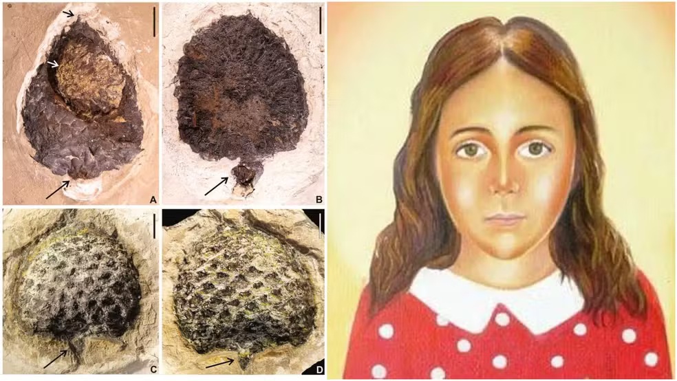 Fóssil de 120 milhões de anos descoberto no Cariri homenageia Menina Benigna