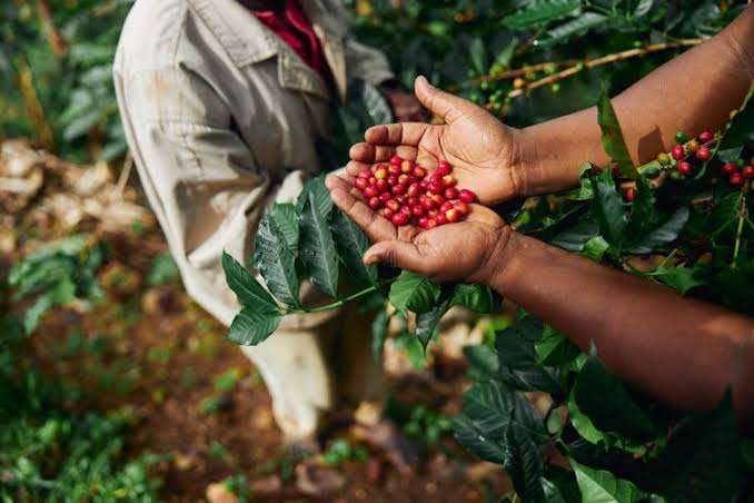 Agricultura brasileira alcança maior valor de produção desde 1994