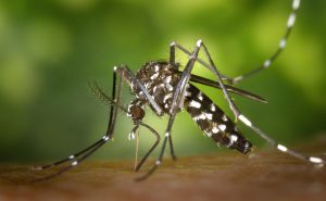 Chuva e calor aumentam riscos de proliferação de mosquito Aedes aegypti.RedeANC2