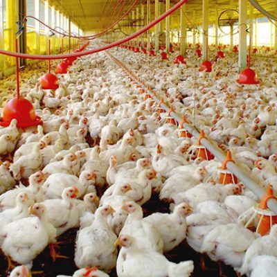 Brasil confirma primeiro caso de gripe aviária em granja comercial
