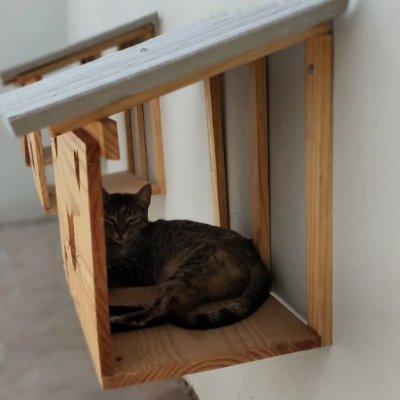 abrigo de animais