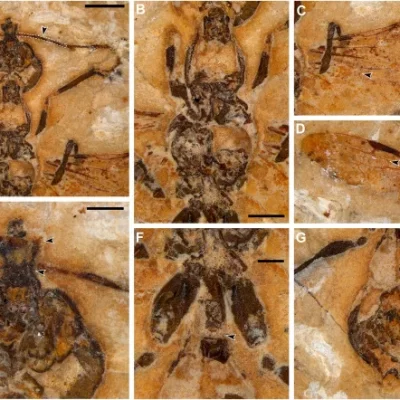Foto: Divulgação/Courrent Biolology